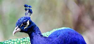 Peacock at the Plumpton Park Zoo Photo