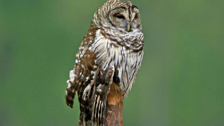 Barred Owl at Bumpy Oak Swamp