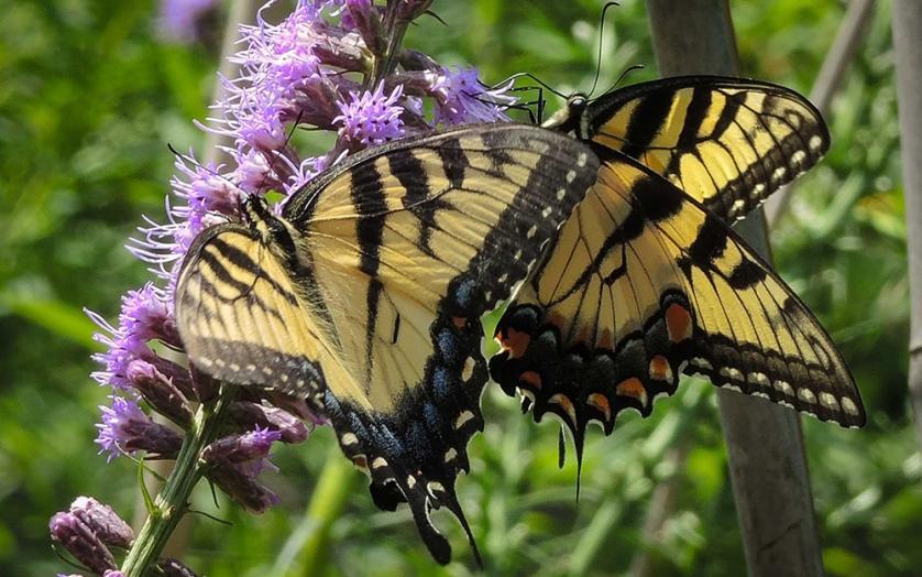 A Butterfly at the Audrey Carroll Audubon Sanctuary