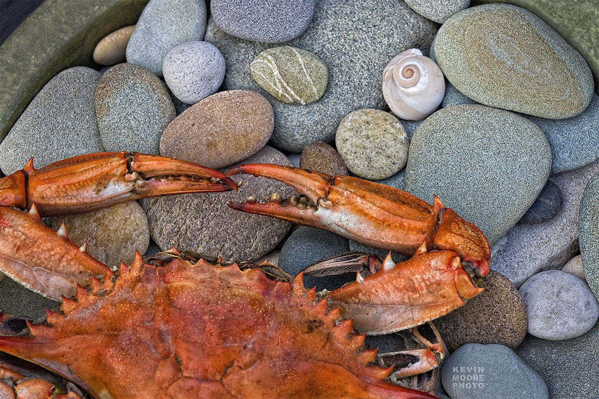 crab on rocks