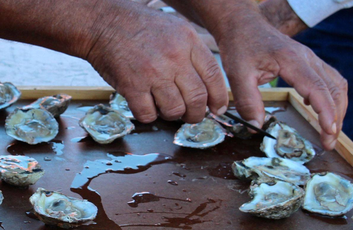 oyster shucking