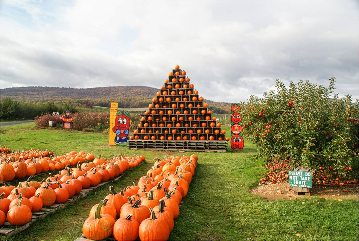 Pumpkins on a farm