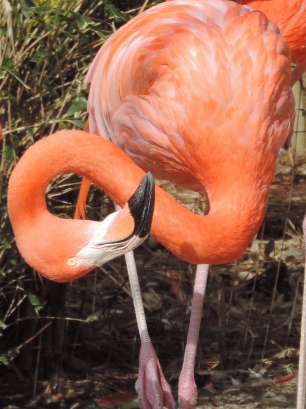Flamingo at Salisbury Zoo