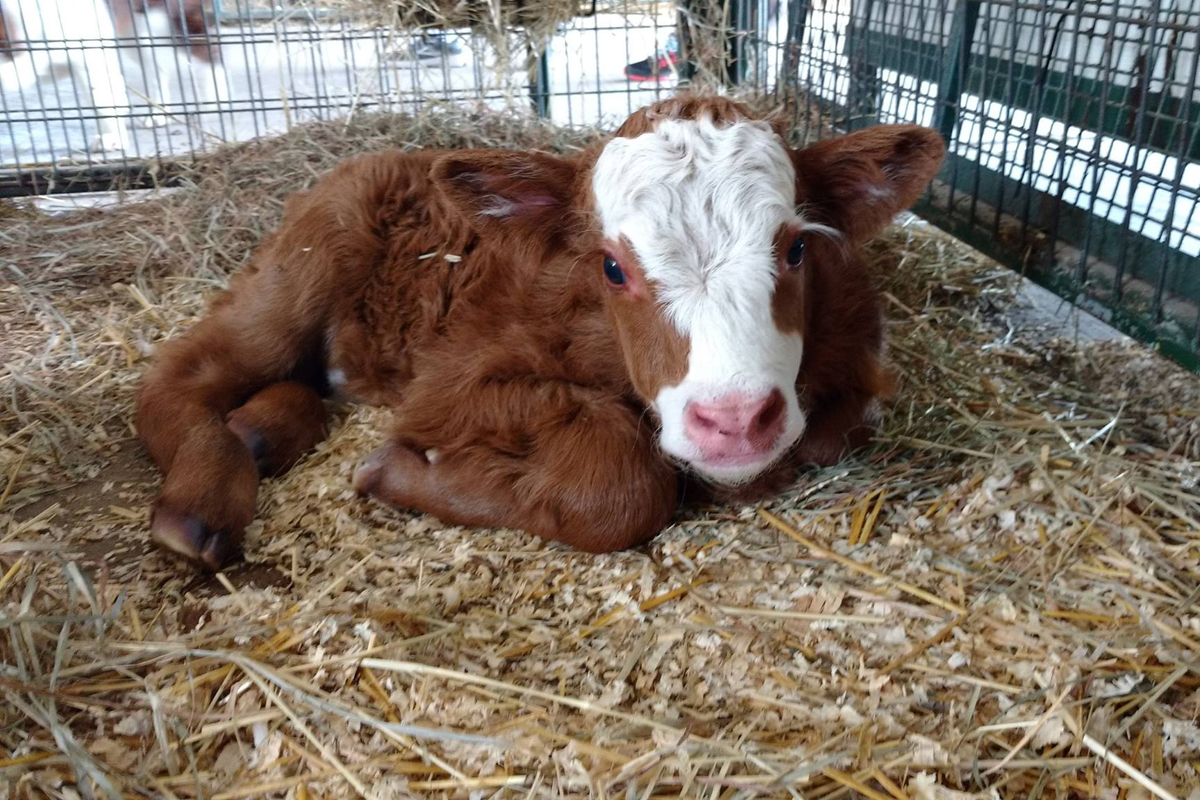 A calf laying down at the Green Meadows Petting Farm