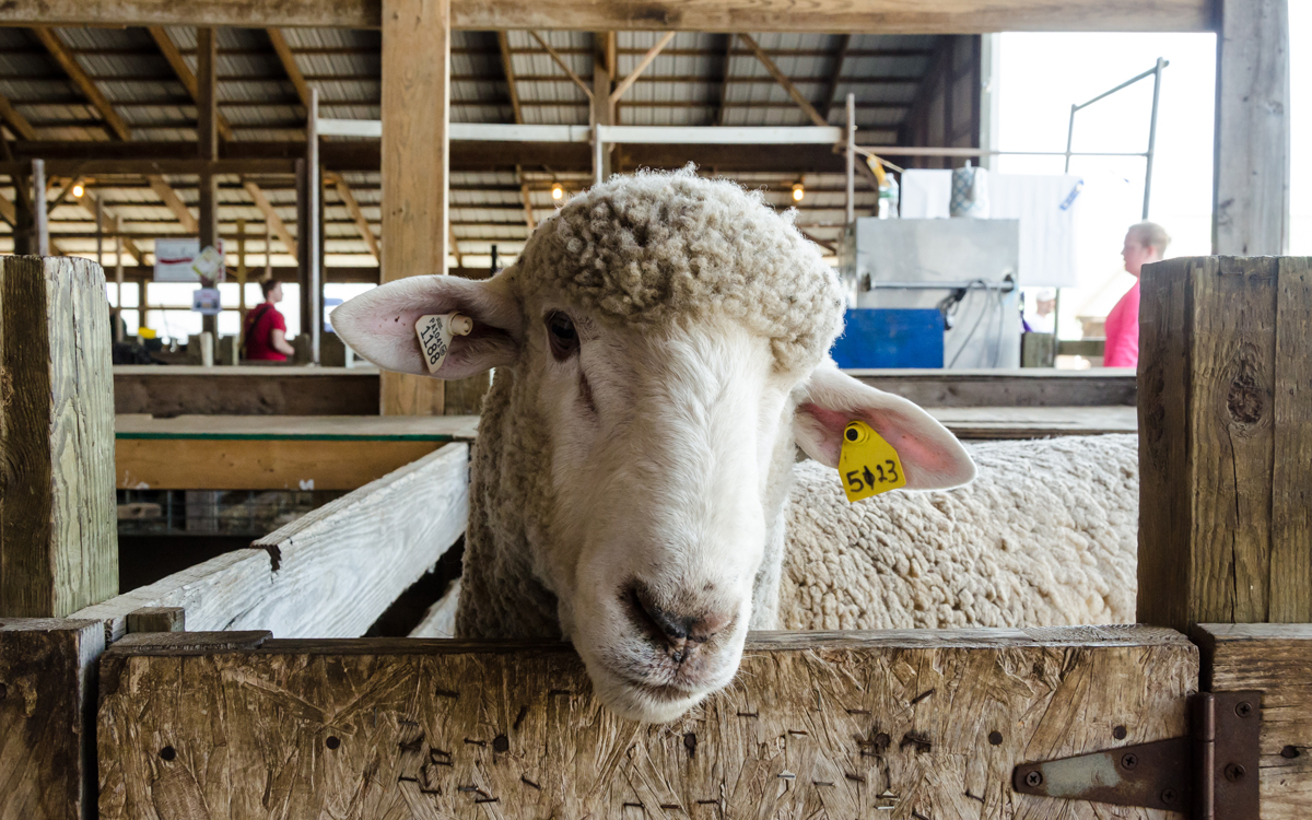 A sheep peaking from a stall at the Maryland Sheep and Wool Festival