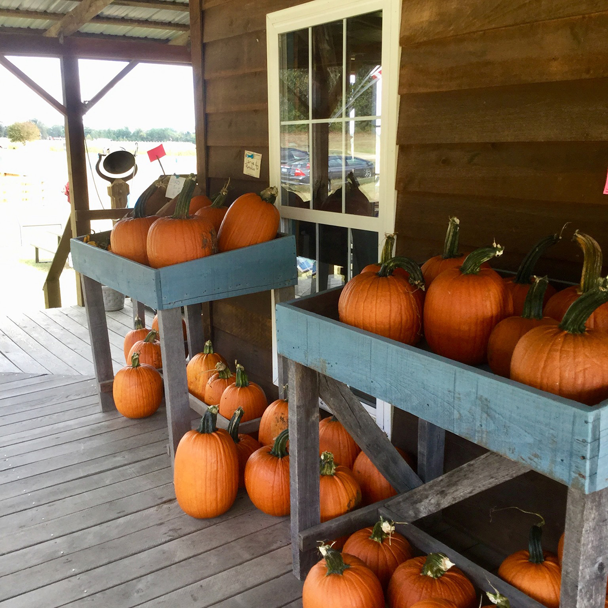 Serenity Farm at Benedict - Pumpkins