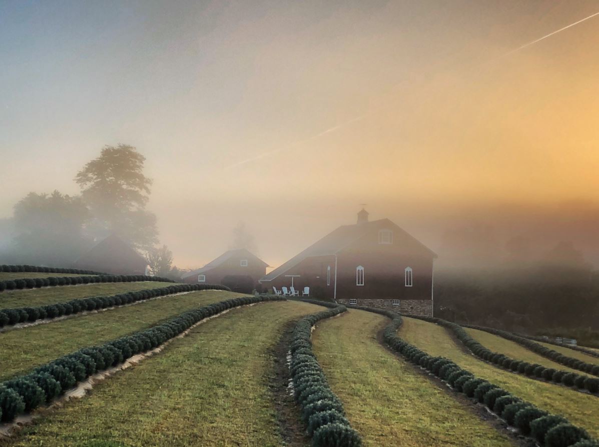 Star Bright Farm in fog