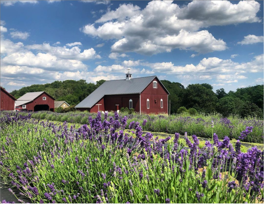 Field of Lavender at Star Bright Farm