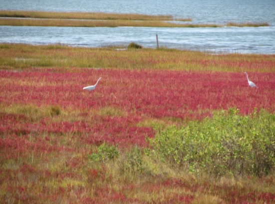 Waterfowl in marsh