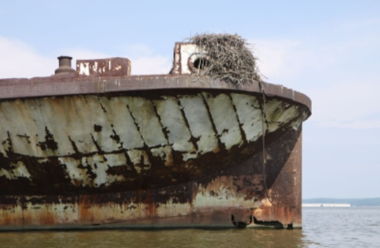Mallows Bay ship with Osprey nest