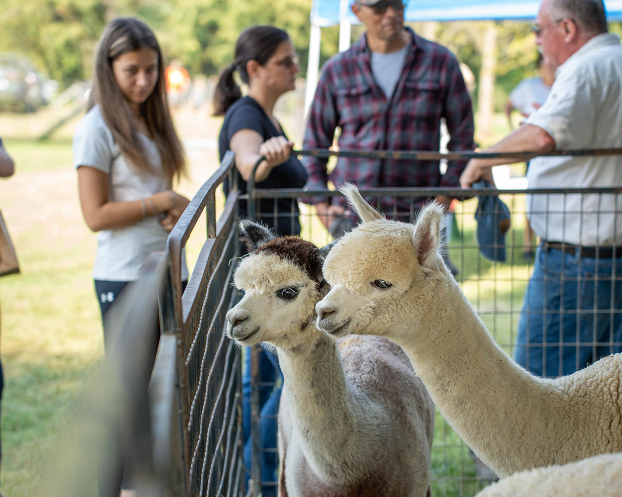 Two young ladies admiring the lamas at Outstanding Dreams Farm