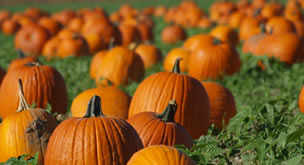 Clark's Elioak Farm Pumpkin Patcg