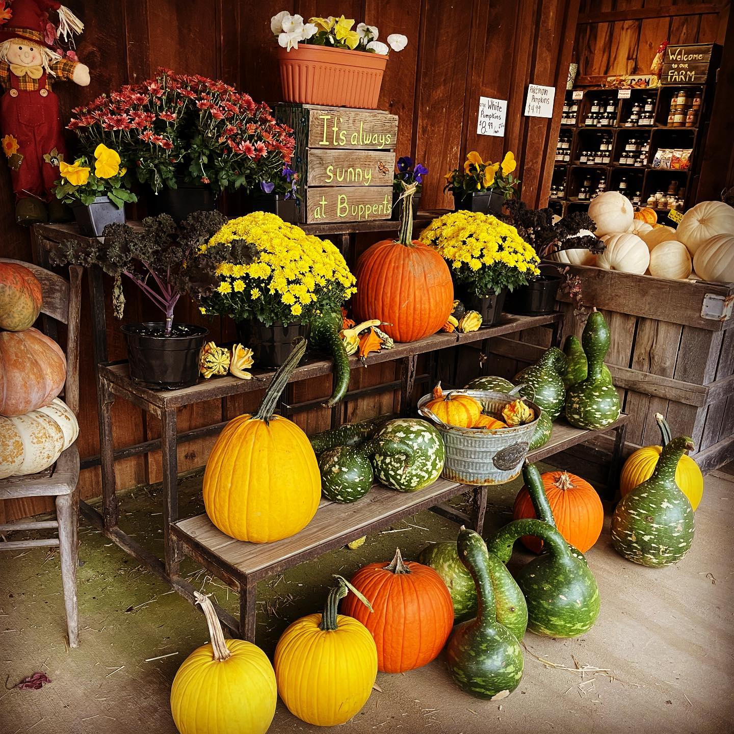 Pumpkins and Mums Doran’s Chance Farm