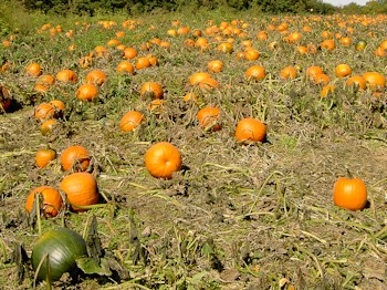 Larriland Farm pumpkins
