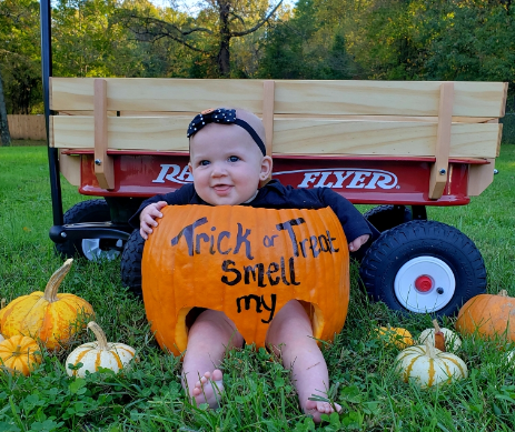 Pumpkin patch Knightongale Farm