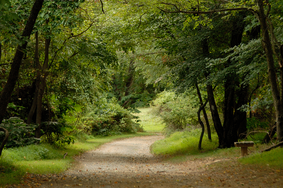 A trail at the Elk Neck State Park