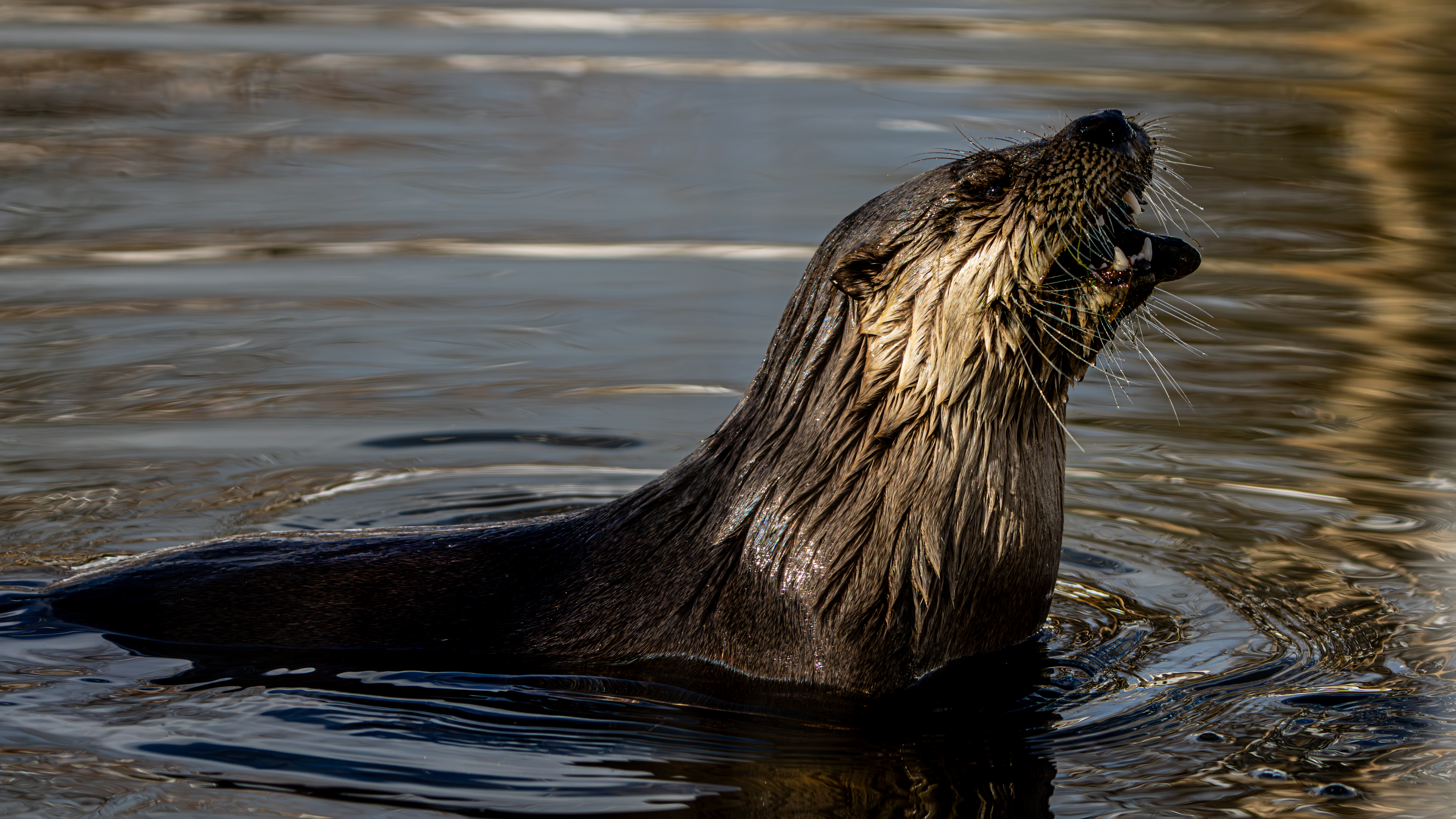 An otter in water at the Howard County Conservancy