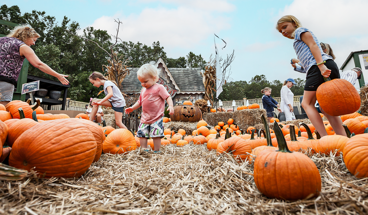 Pumpkin patch at Homestead Gardens