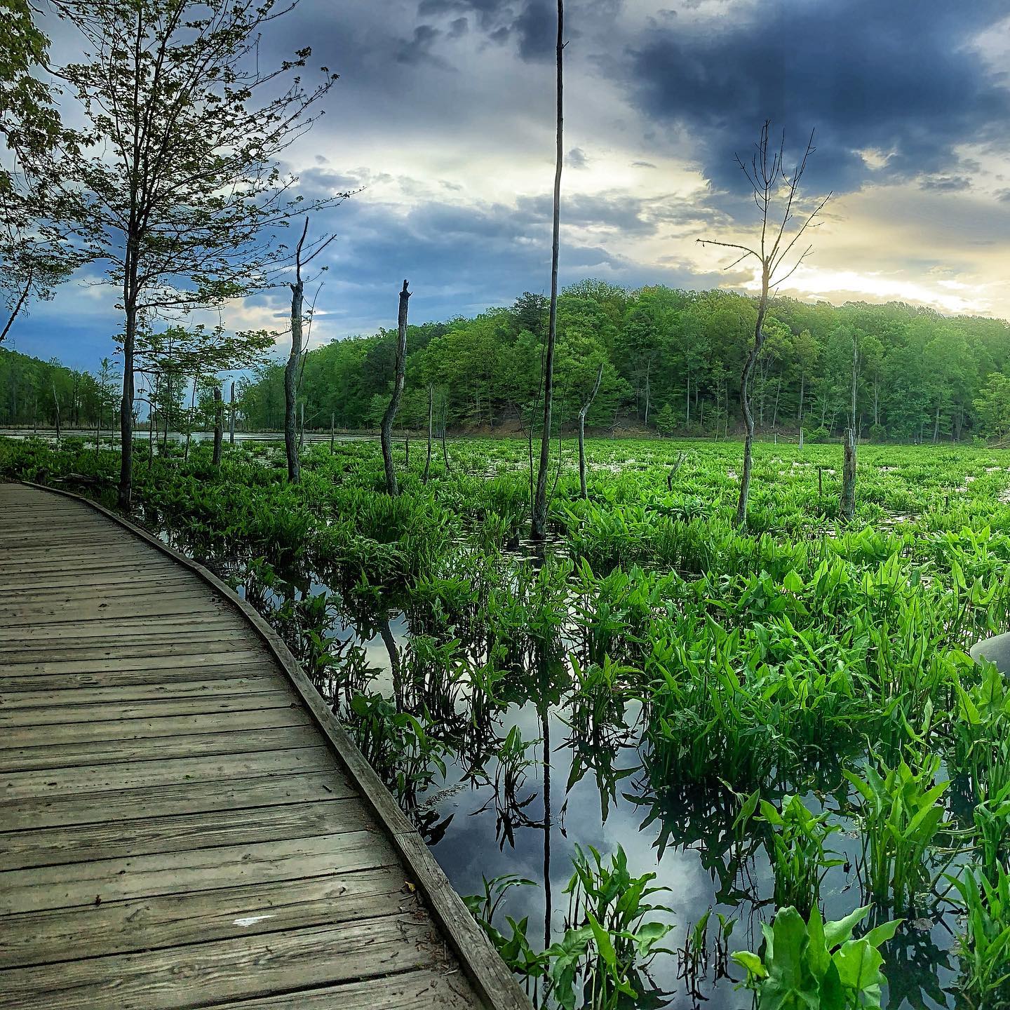Calvert Cliffs State Park
