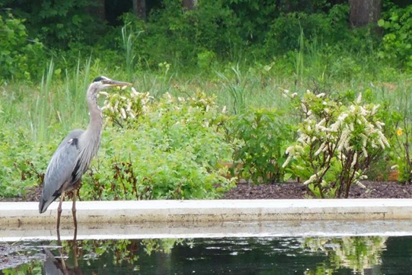A Great Blue Heron at the Smithsonian Environmental Research Center 