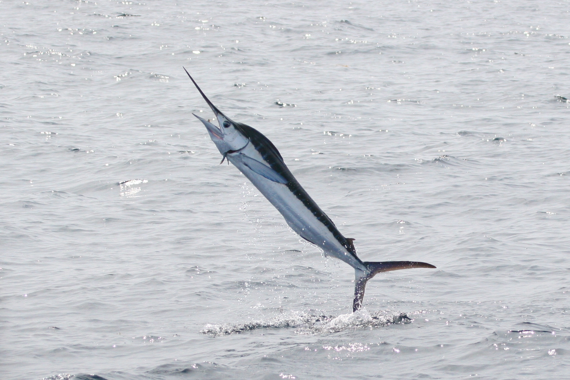 Ocean City is the White Marlin Capital of the World.