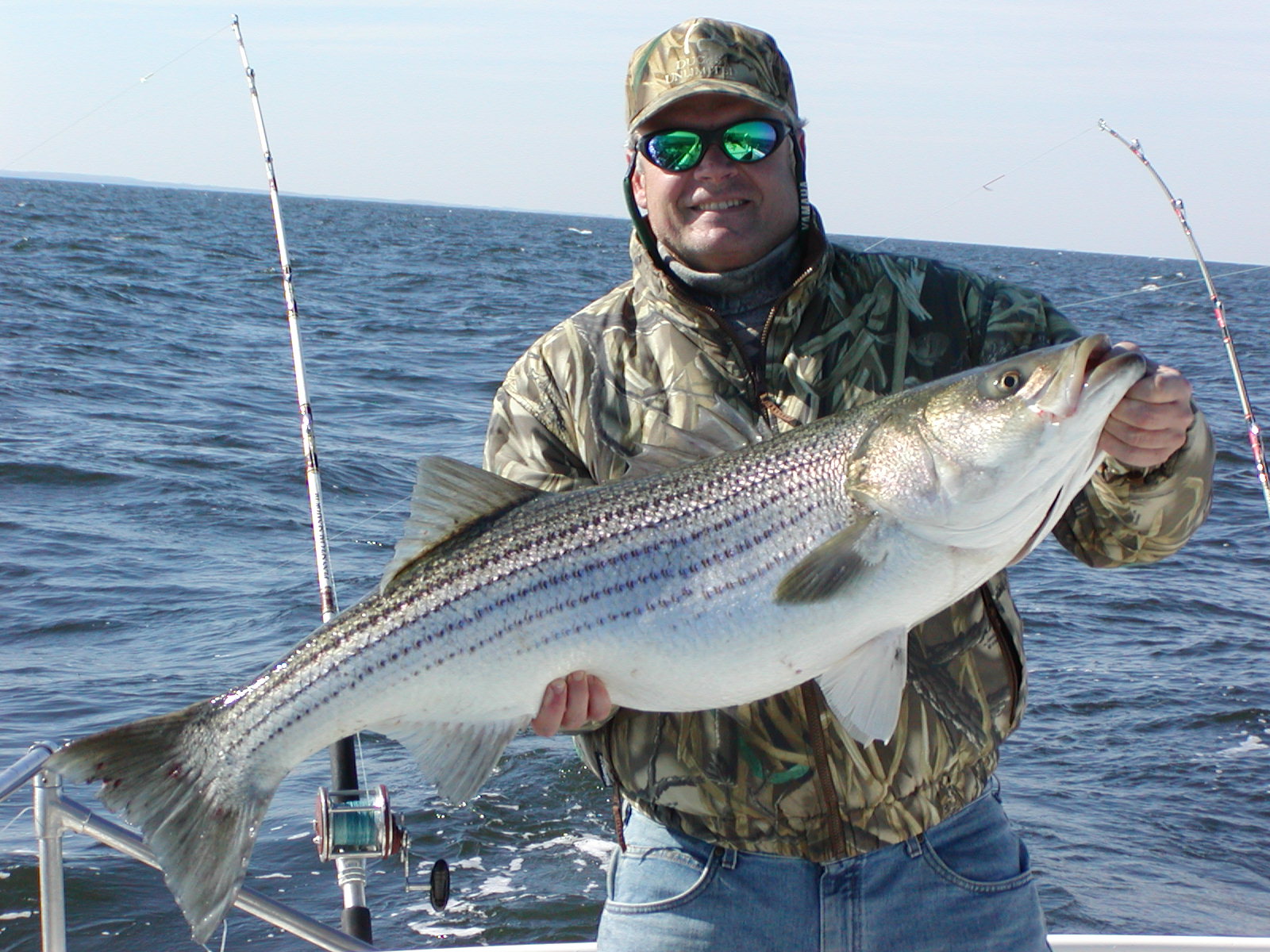 Striped-bass rock fish in Loch Raven