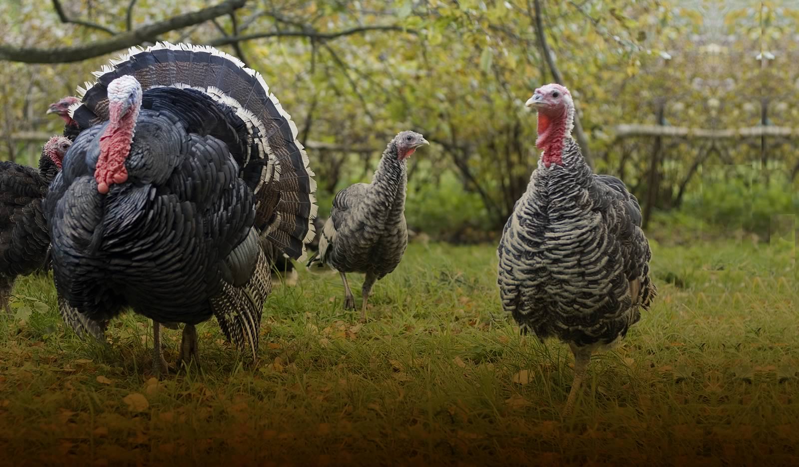 This forest in Western Maryland provides great opportunity for the turkey hunter.