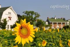 Inn at Huntingfield Creek, Rock Hall