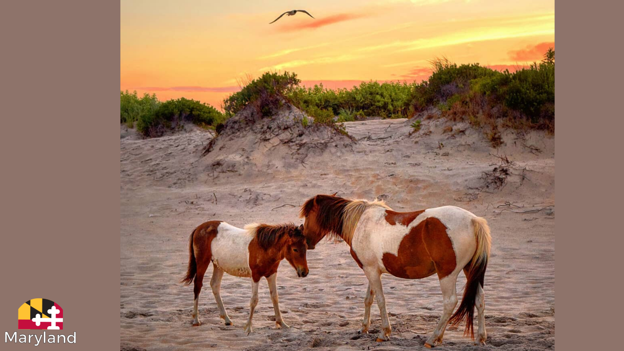 Assateague Island with Horse and Pony
