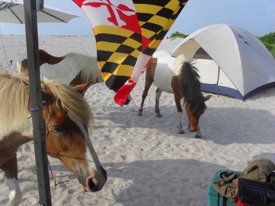 Assateague Island National Seashore Beach Camping