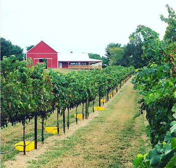 red barn and vinyard