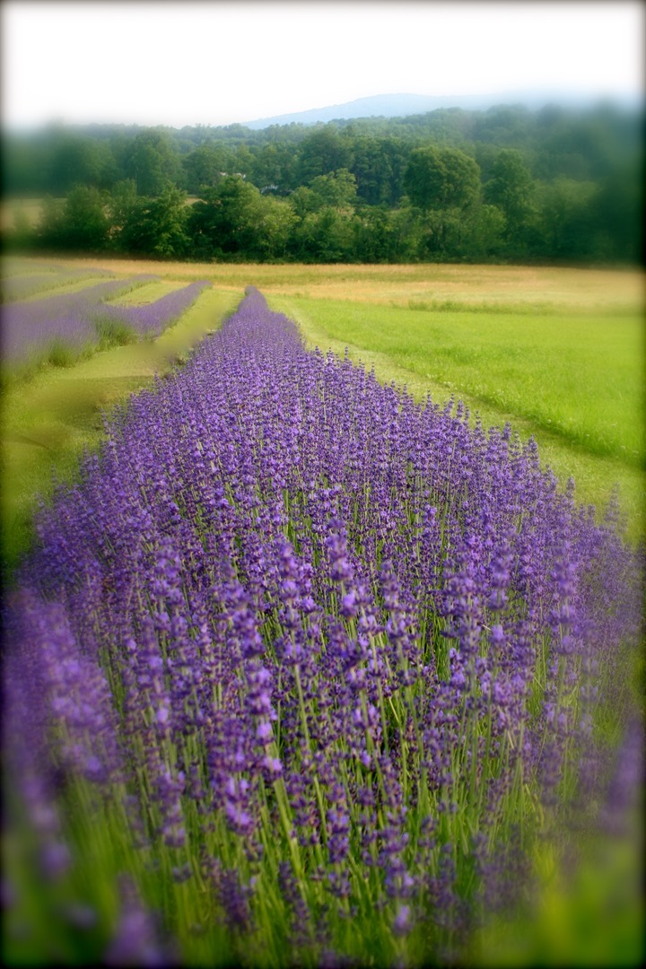 Lavender field