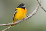 Baltimore Oriole