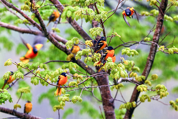 Baltimore Orioles in tree