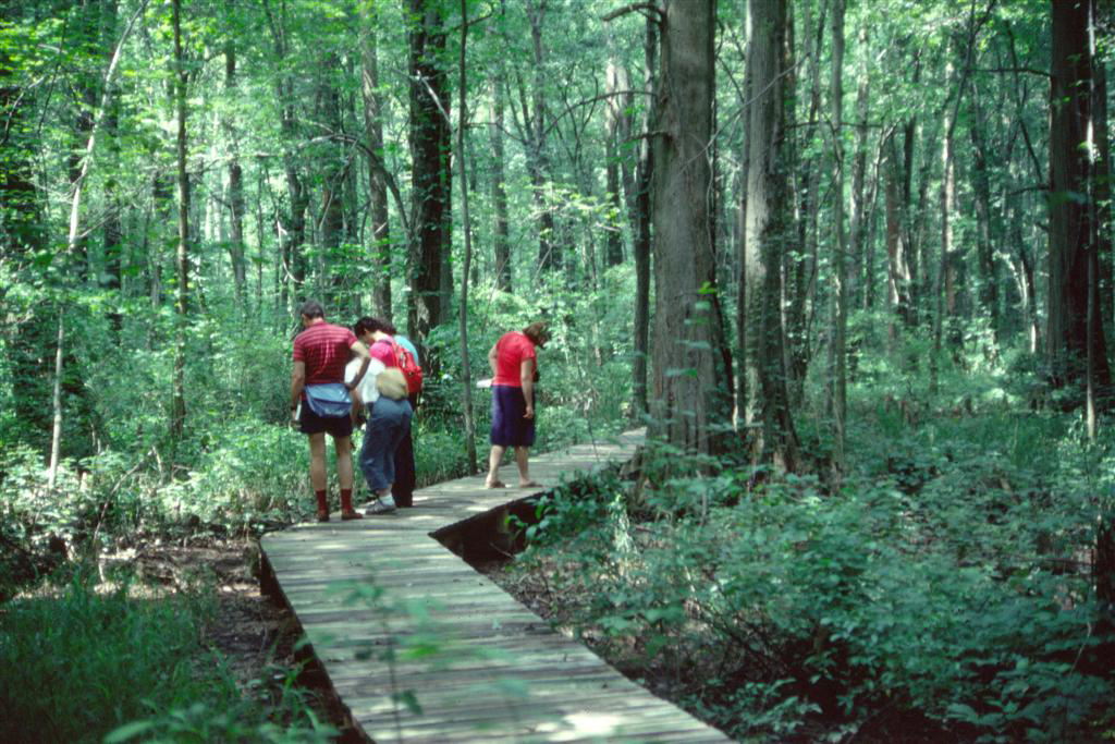Battle Creek Cypress Swamp