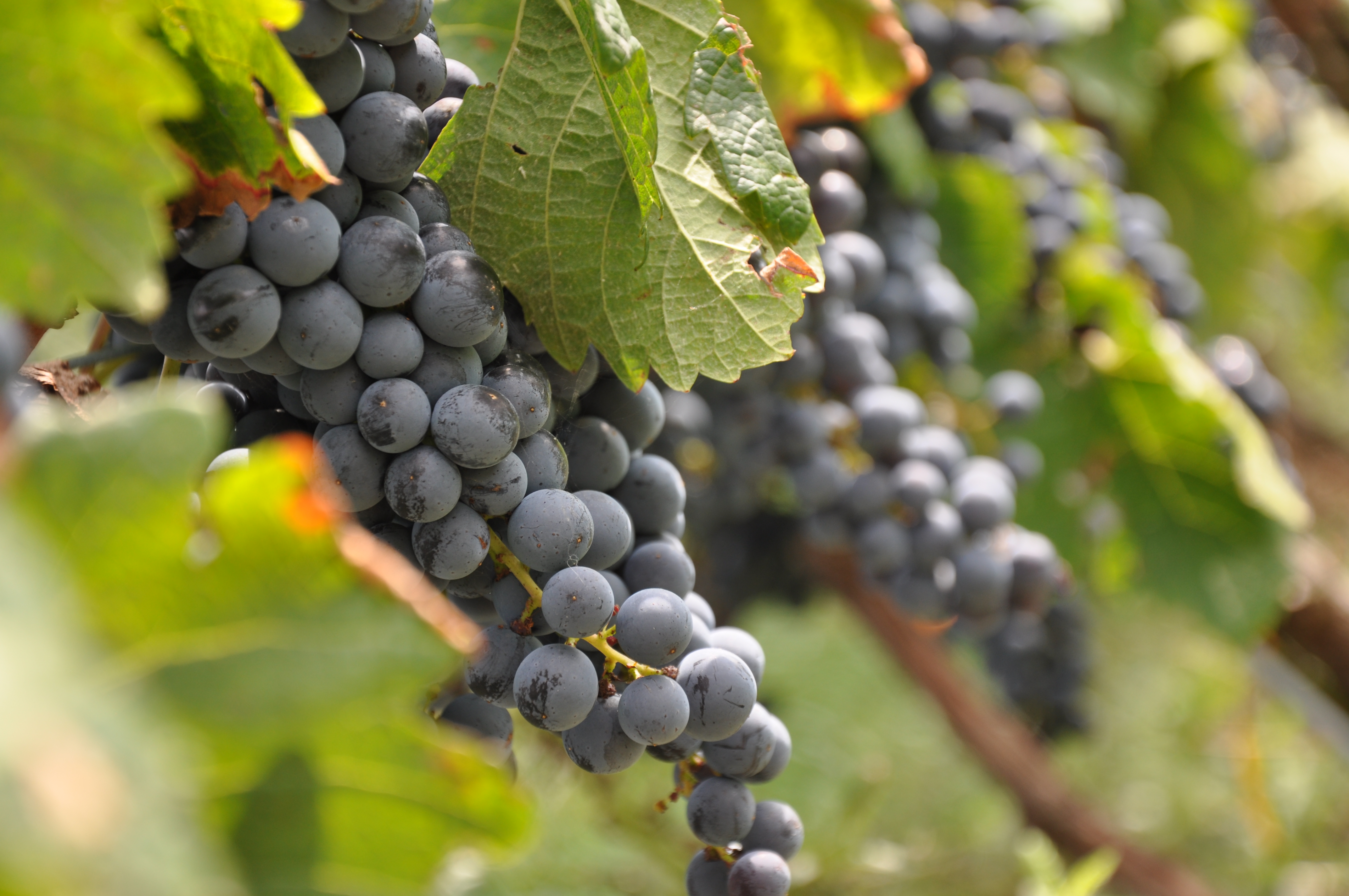 Grapes at Black Ankle Vineyards
