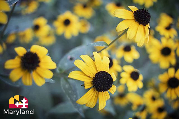 Black Eyed Susans
