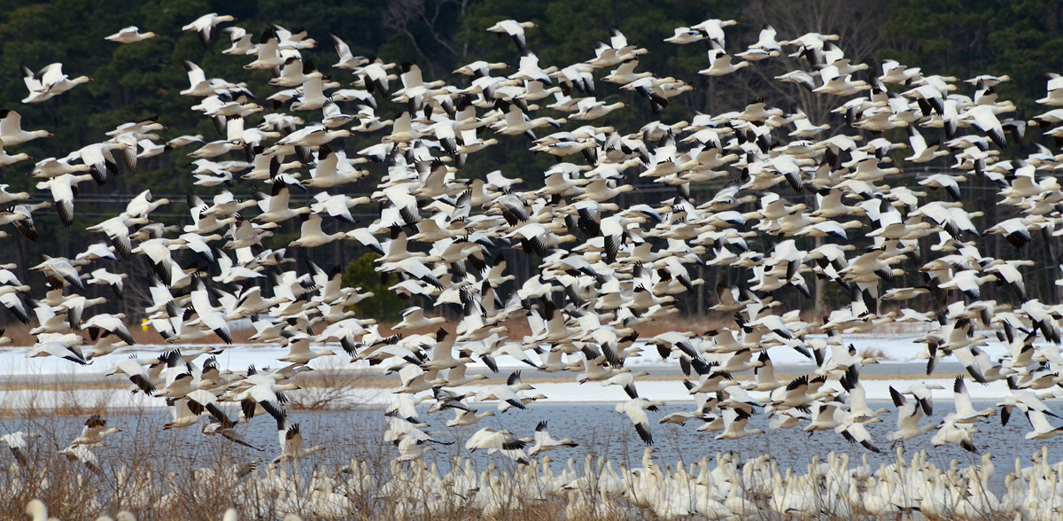 Snow Geese at Blackwater National Wildlife Refuge