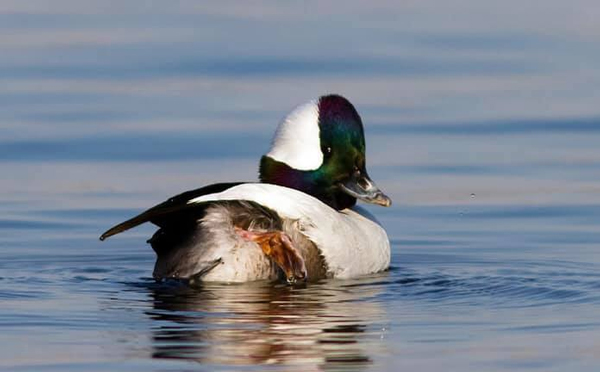 Bufflehead duck