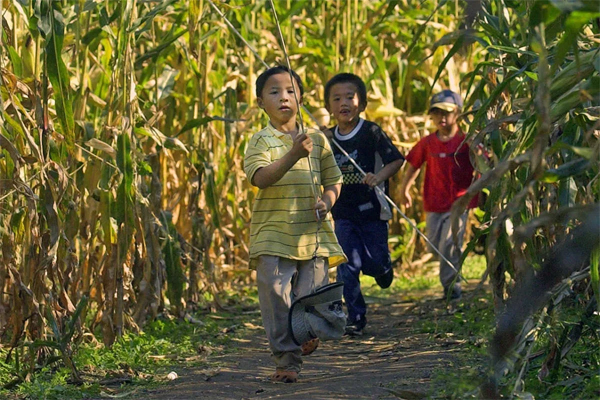 boys in corn maze