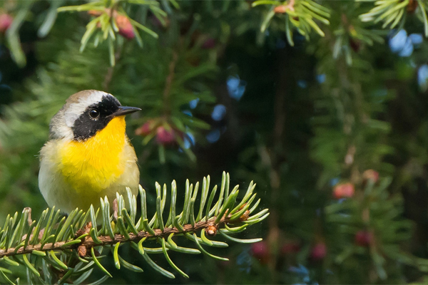 Maryland Yellowthroat