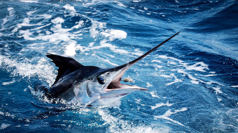 White Marlin