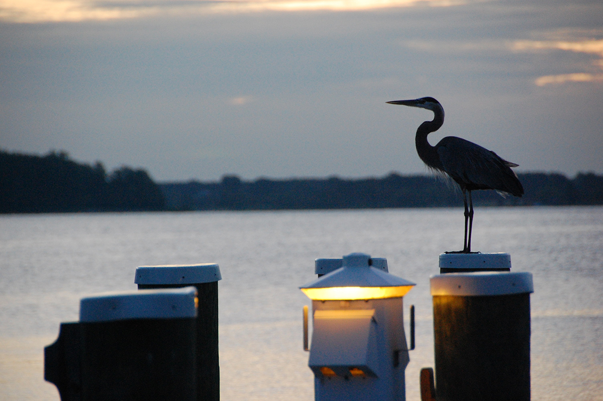 Heron on docks