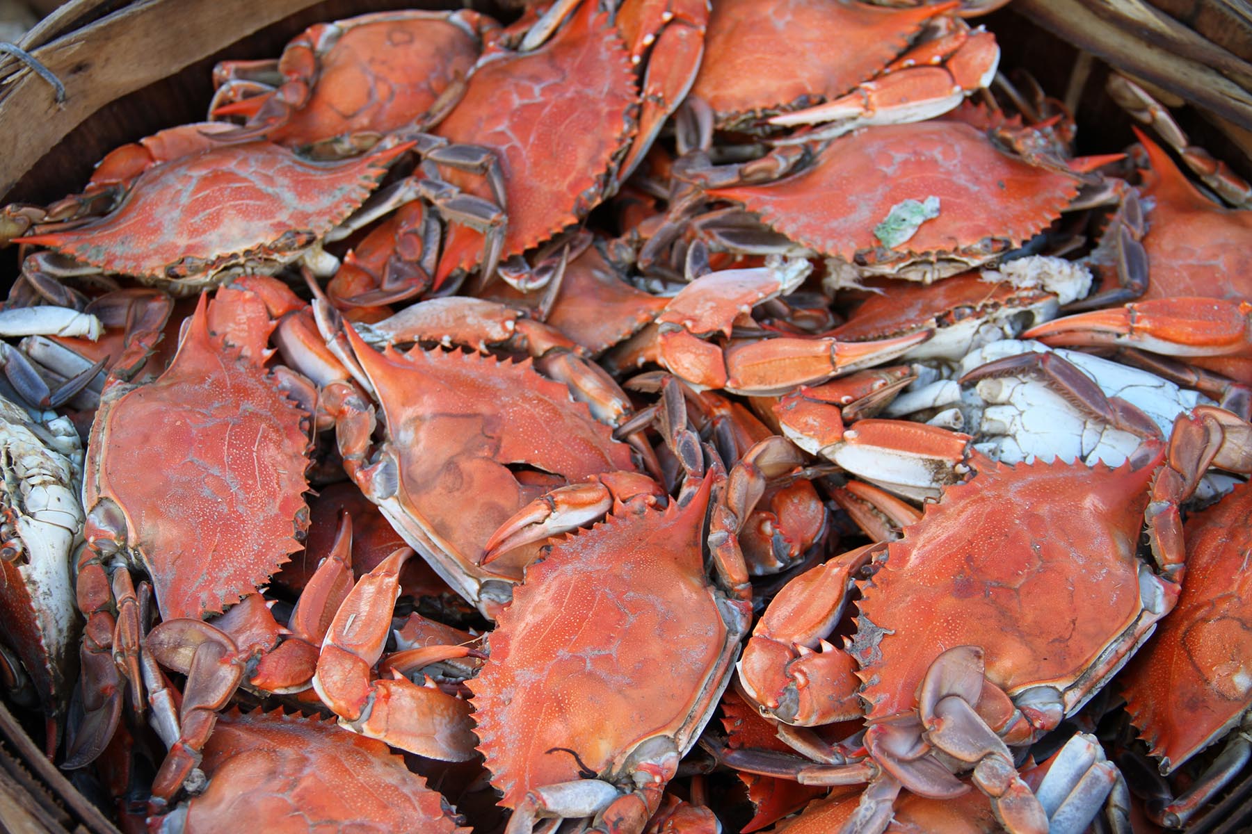 Crabs in Crisfield