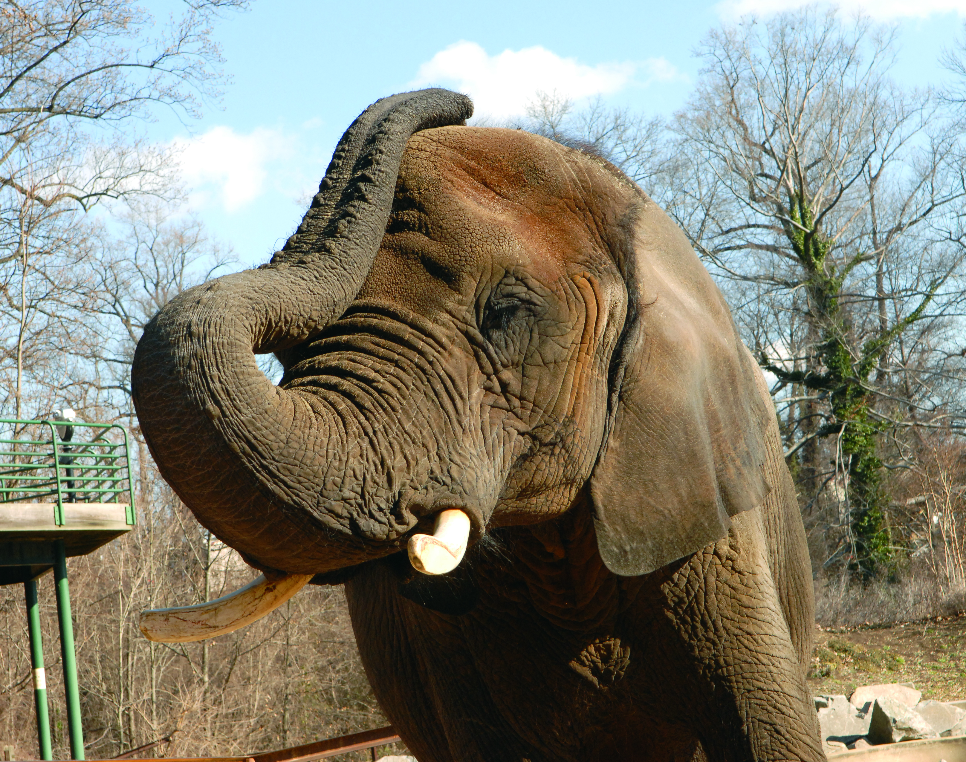 Elephant at The Maryland Zoo in Baltimore