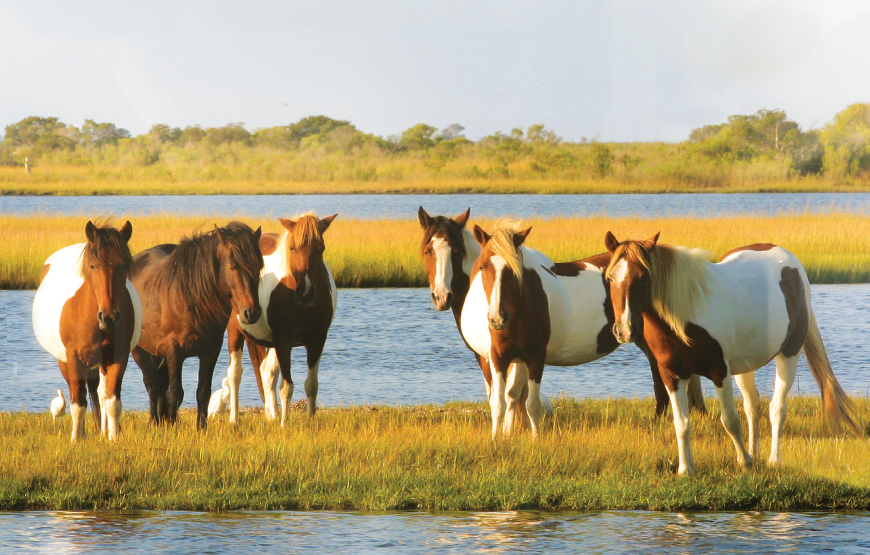 Visit the national park famous for its horses that roam free.