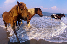 Ponies in the surf at Assateague by Worcester County Tourism