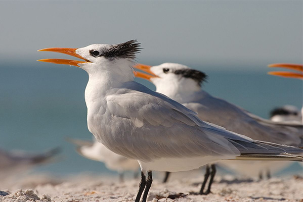 Royal Terns