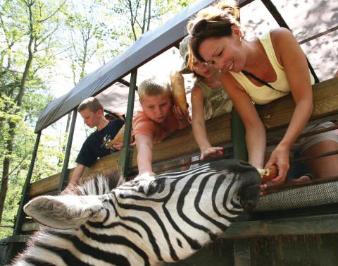 See Zeebras at the Catoctin Zoo Safari
