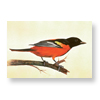 Baltimore Oriole